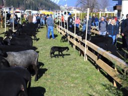 2019_ausstellung polling_069